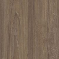 Вяз благородный